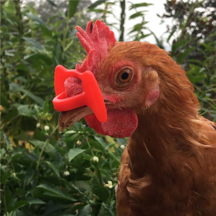 

Supplies 500 Pcs New chicken glasses 43 * 27mm Red Peacock goggles Pheasant glasses Plastic No bolt Chicken Glasses