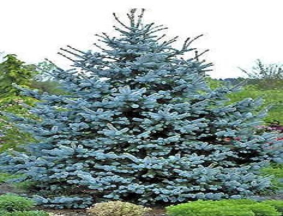 

20 pieces seeds bag blue spruce tree bonsai blue sky fir bonsai tree picea pungens Purify The Air Absorb Harmful Gases The Germi3902231