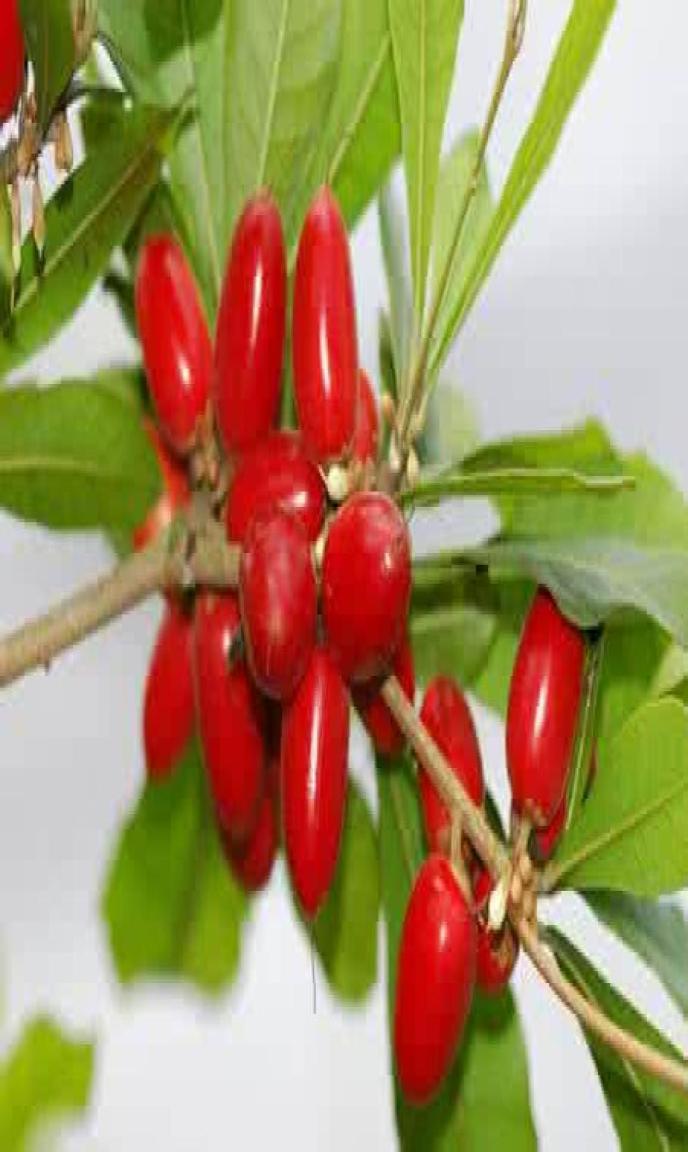 

20pcs seeds Synsepalum Dulcificum Miracle Fruit Bonsai National Treasures Gemstone Interesting Ornamental Plant Decoration NonG5097444