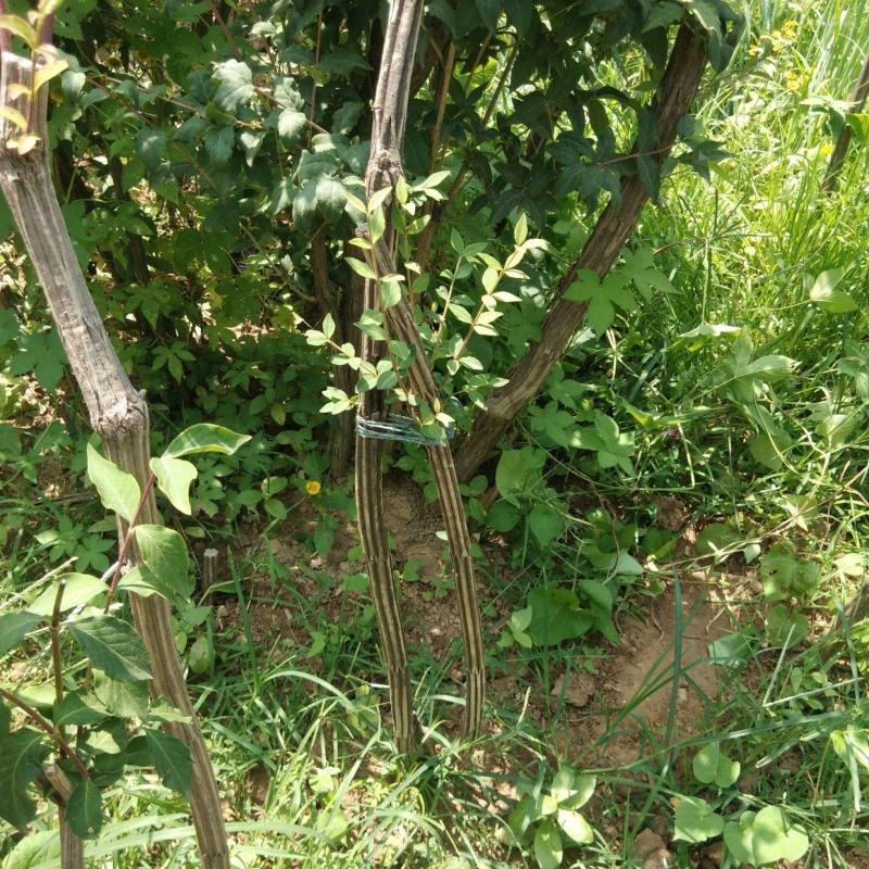 

Strand SNQPAuthentic Mount Wutai NiNe Dragon Tree SeedlingS
