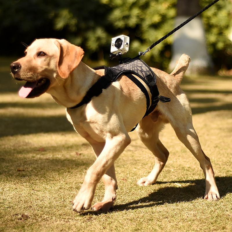 

Obedience Dog Harness Action Camera Gopro Pet Sports Video FPS Dog Chest Strap Shoulder Stabilizer for Medium Large Dog Pet Supplies