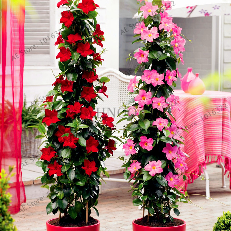 

100pcs/bag Mandevilla Sanderi(Dipladenia sanderi)flores,potted balcony,Bonsai Flower Potted Plant Seeds for Home Garden