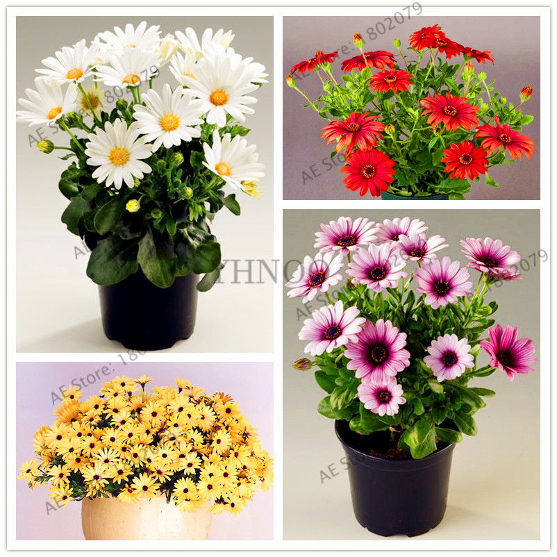 

100pcs/bag,African Blue Eyed Daisy Seeds Osteospermum Seeds bonsai flower Plant, Nature Potted plant for home garden
