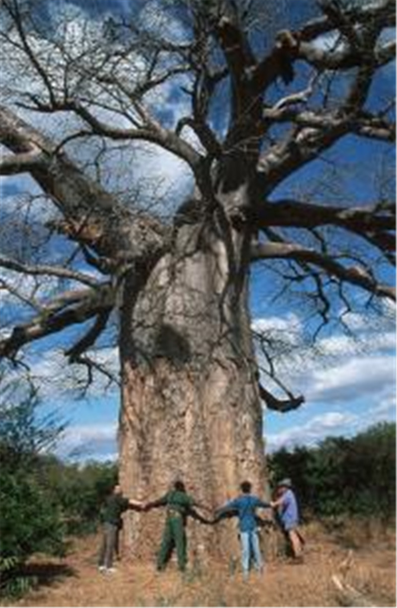 

100pcs baobab Variety of Colors New Arrival Natural Growth Fragrance Garden Home Decor Fruit Flower Plant Aerobic Potted Garden Decorations