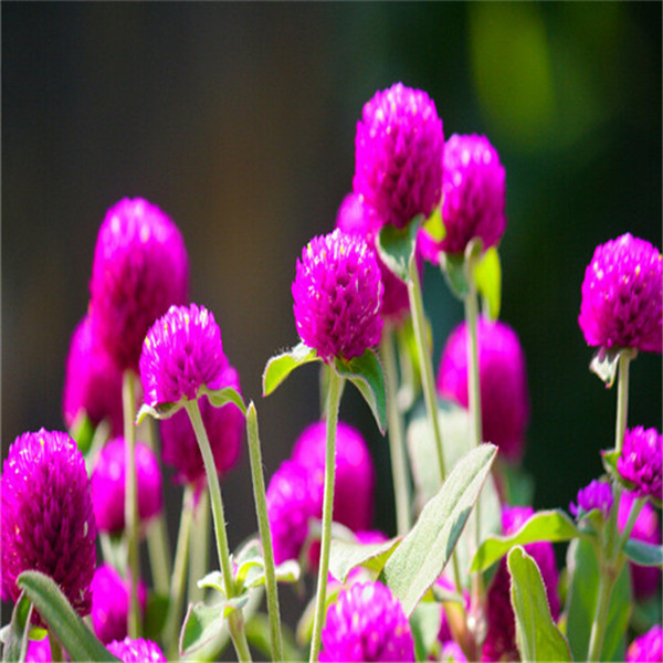 

100pcs Gomphrena The Germination Rate 98% Chile Rosea Plant Outdoor & Indoor Chilean Bellflower Garden For Flower Pot Planter Variety of Colors