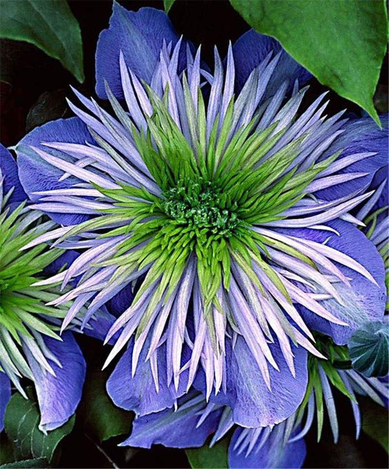 

100pcs climbing Clematis Fast Growing Chile Rosea Plant Outdoor & Indoor Chilean Bellflower Garden For Flower Pot Planter Purify The Air Absorb Harmful Gases