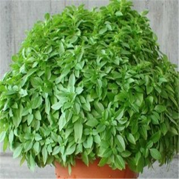 

100pcs basil The Germination Rate 98% Chile Rosea Plant Outdoor & Indoor Chilean Bellflower Garden For Flower Pot Planter Variety of Colors