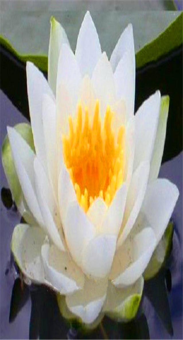 

10pcs seeds bag Lotus Bonsai Flower Aquatic Plants Bowl Water Lily Evergreen Nymphaea For Home Garden The Germination Rate 95 V6030337