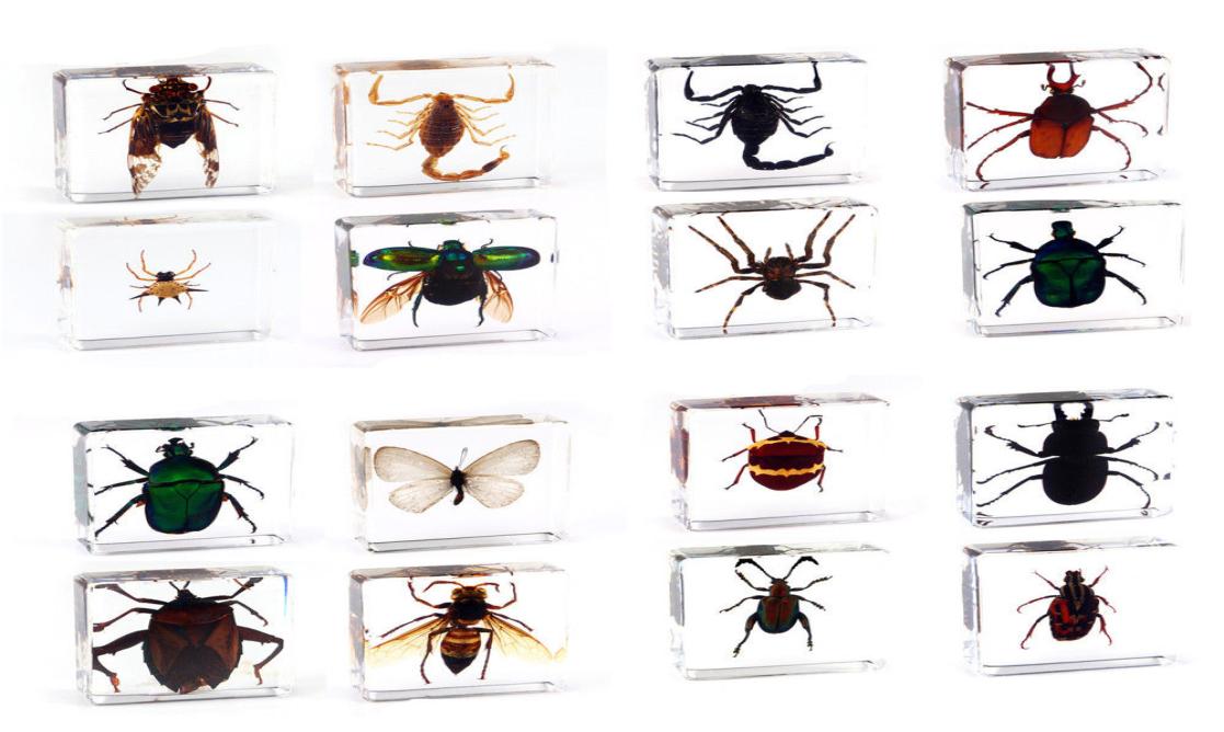 

Spider butterfly Scorpion Insect Specimen in clear Resin Paperweight Specimen9262337