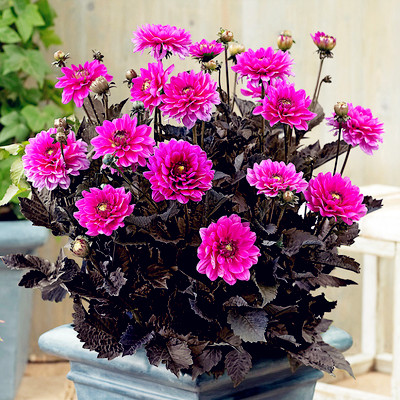 

100pcs Dahlia Flower Variety of Colors Decorative Landscaping Chile Rosea Plant Outdoor & Indoor Chilean Bellflower Garden For Flower Pot Planter