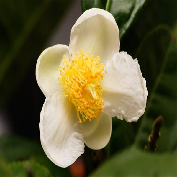 

10pcs Camellia Variety of Colors Decorative Landscaping Chile Rosea Plant Outdoor & Indoor Chilean Bellflower Garden For Flower Pot Planter