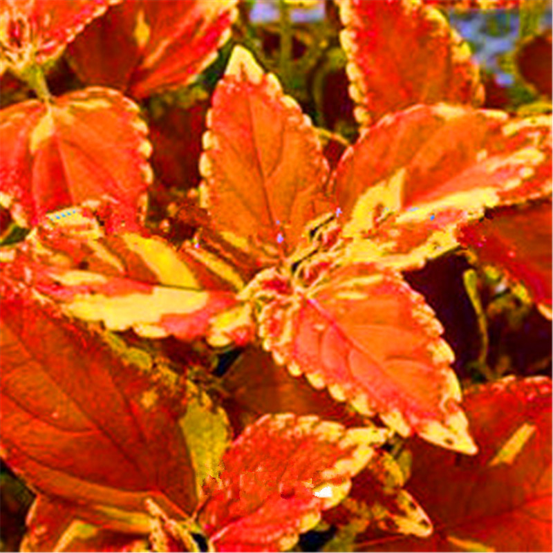 

100pcs Coleus Variety of Colors Decorative Landscaping Chile Rosea Plant Outdoor & Indoor Chilean Bellflower Garden For Flower Pot Planter