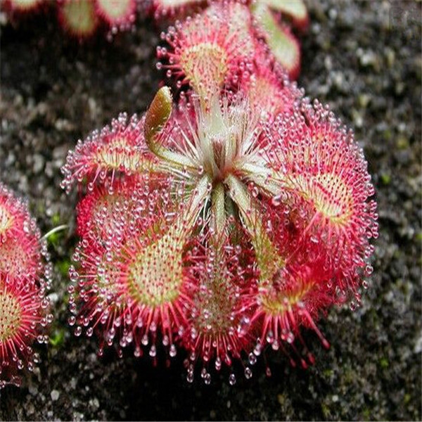 

100pcs Sundew The Germination Rate 98% Chile Rosea Plant Outdoor & Indoor Chilean Bellflower Garden For Flower Pot Planter Variety of Colors