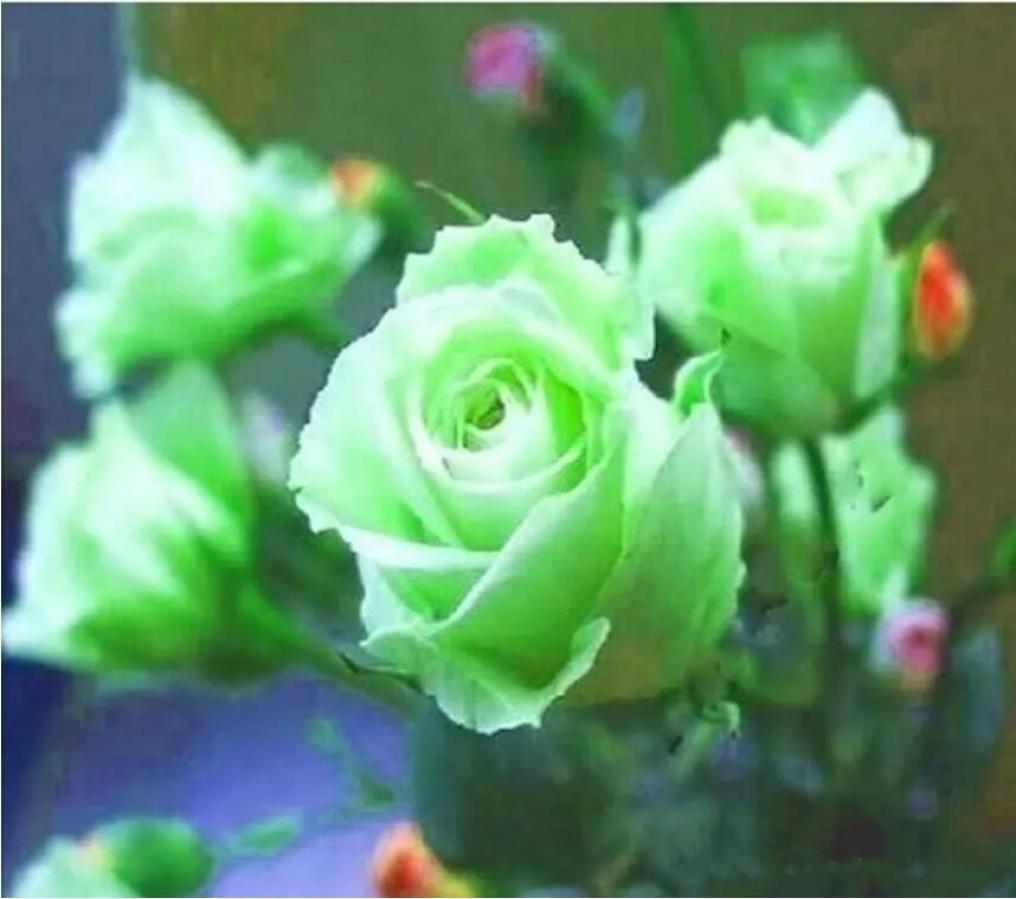 

Green and Red Rose Flower Seeds Balcony Potted Barrier seeds Bonsai Flowers Seeds Garden Plants 100 pieces per pack 5717782