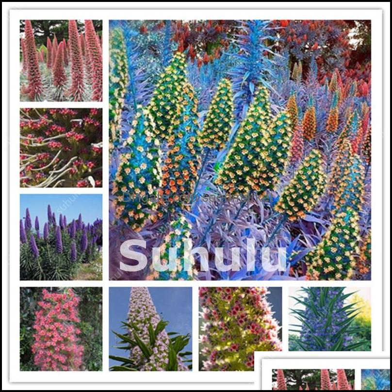 

Garden Decorations Flowers Potted Gift 100Pcs/Set Echium Vgare Bonsai Thistle Flower Grass Plant Decor Torch To Spend Drop D Bdesybag Ot7Xh