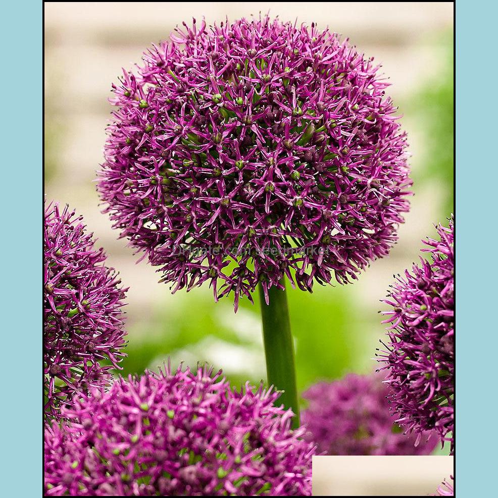 

Other Garden Supplies 100Pcs Nt Allium Giganteum Flower Seeds For Patio Lawn Garden Fresh Beautifying And Air Purification Suppl Soif Oty01