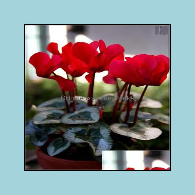 

Garden Decorations Garden Decorations 100Pcs Cyclamen Flower Seeds Bonsai Rare Plant For Home Courtyard Planting Absorb Formalde Soif Otimn