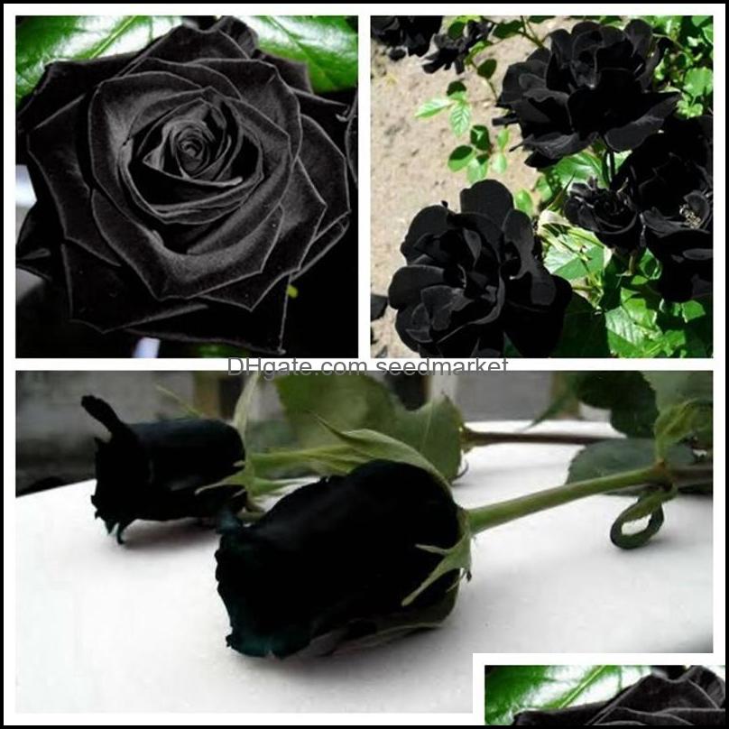 

Other Garden Supplies Patio Lawn Home New Arrival 100Pcs China Rare Black Rose Flower Seed Beautif Potted Plant P Otqxf