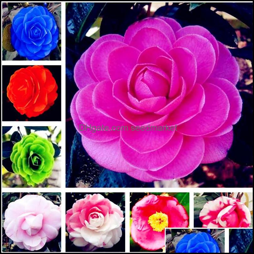 

Other Garden Supplies Patio Lawn Home 10Pcs Camellia Seeds Bonsai Flower Rare Color Indoor / Outdoor P Otntp
