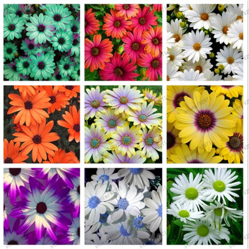 

100 Pcs Bag African Chrysanthemum African Rare Blue Eyed Daisy Seeds Bonsai Or Pot Flower For Home & Garden Plant283T