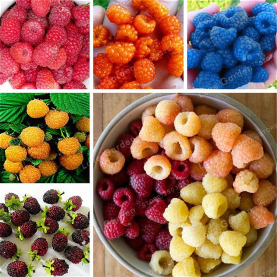 

100 Pcs Bag Raspberry Seeds Mixed Colors Super Big Raspberry Fruit Rare Wild Strawberry Tree Flowers Bonsai For Garden2405