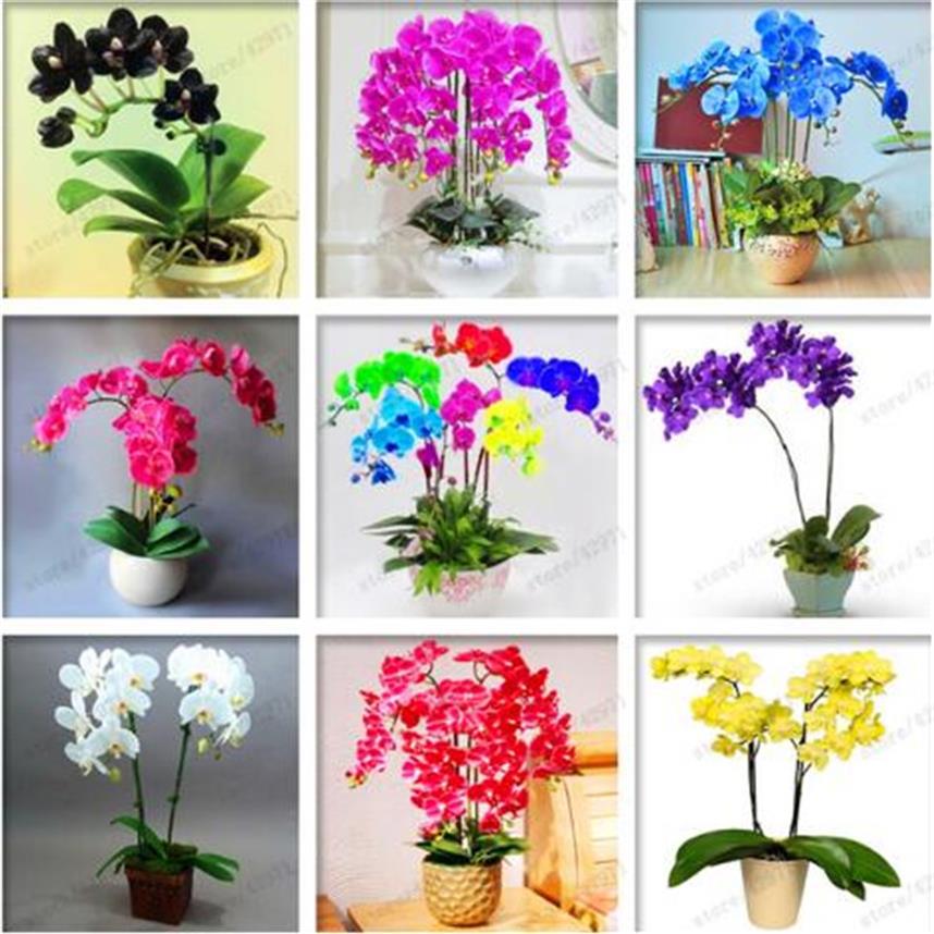 

100 pcs bag orchid seeds phalaenopsis orchid flower seeds for home garden perennial balcony plant bonsai seeds orchid pots203l