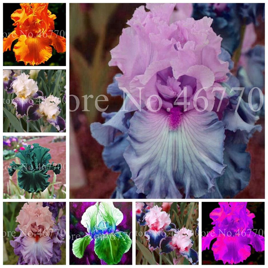 

200 Pcs bag Seeds Rare Mix Iris Bonsai Orchids Indoor Plants Beautiful Outdoor Home Garden Perennial Planting Potted Flower Plant291k