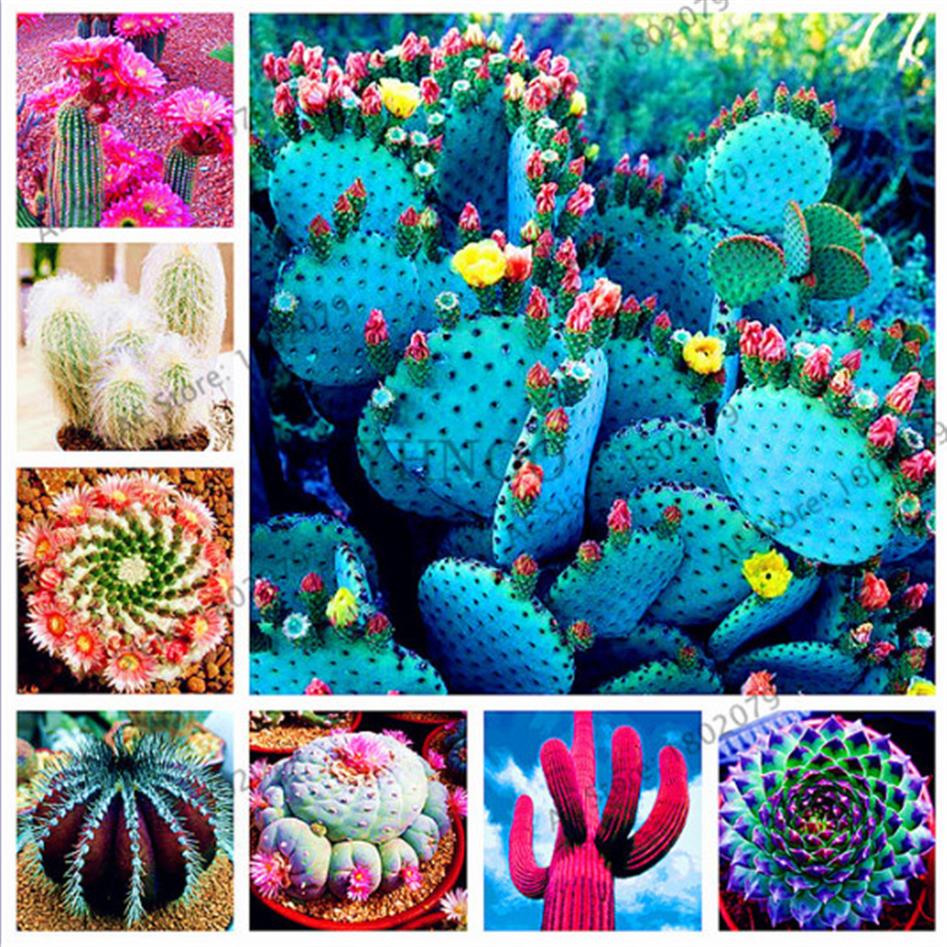 

50 pcs bag Mixture Of Cactus Seeds Rare succulent plants for home and garden High Germination290h