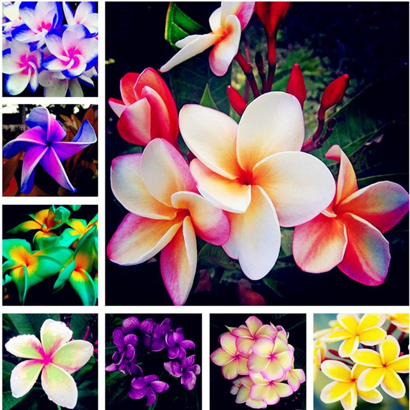 

200pcs bag seeds Plumeria Frangipani Hawaiian Flower Law Exotic Rare EggFlower Perfect Color Diy Home Garden Planting Bonsai Pot2128