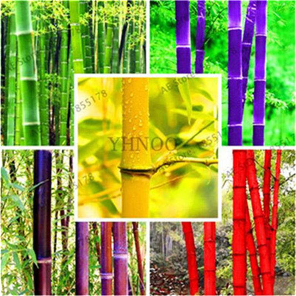 

30Pcs Bamboo Seeds Rare Giant Colorful Moso Bamboo Bambu Seeds Professional Pack Bambusa Lako Tree Seeds for Home Garden241j
