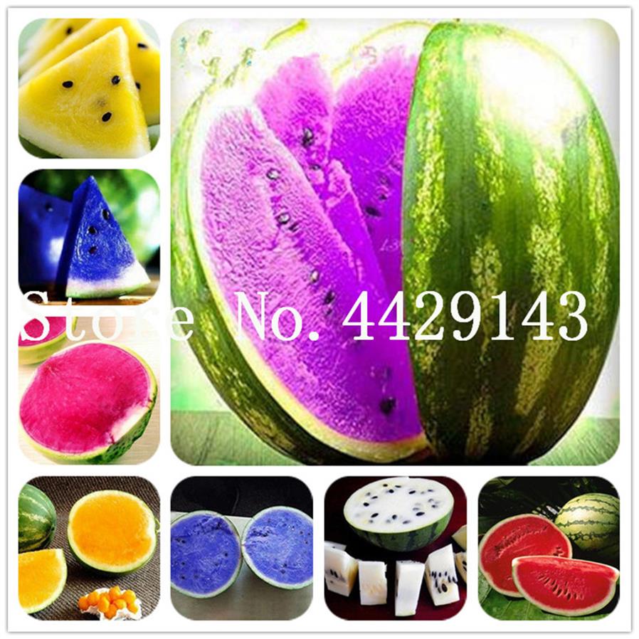 

50 pcs Colorful Watermelon bonsai plant seeds Very Easy Grow Succulent Plants In Happy Farm Summer Delicious Fruit seed bonsai Fre345J