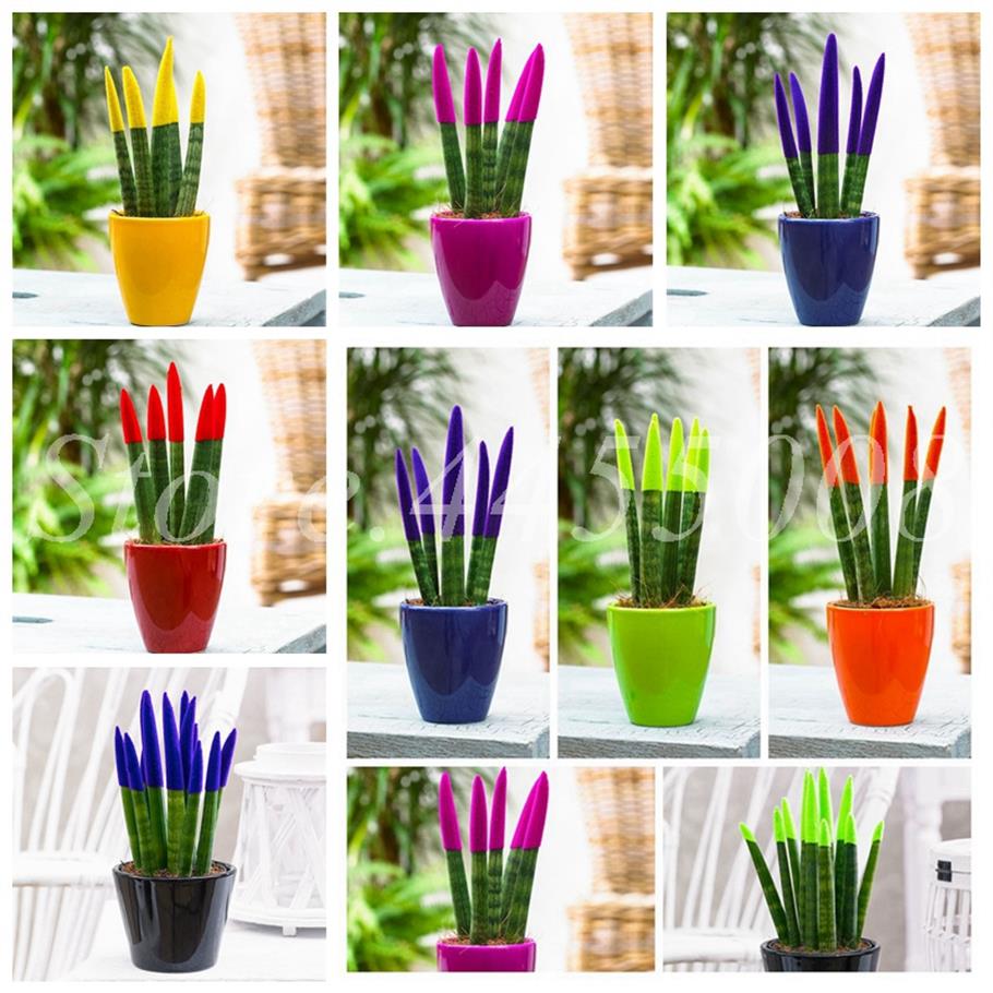 

Colorful Bonsai Sansevieria Trifasciata Prain Rare Potted Tiger Flower Succulent Purifying Air Pot DIY Home Garden 200 Pcs Seeds274Q