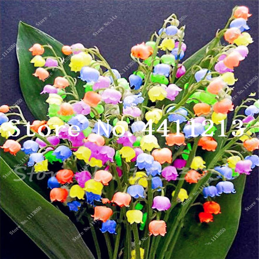 

100 Pcs Lily Of The Valley Flower Bonsai plant seeds Indoor Rare Bell Orchid Flower Rich Aroma Bonsai Flowers plant Perennial Flow254b