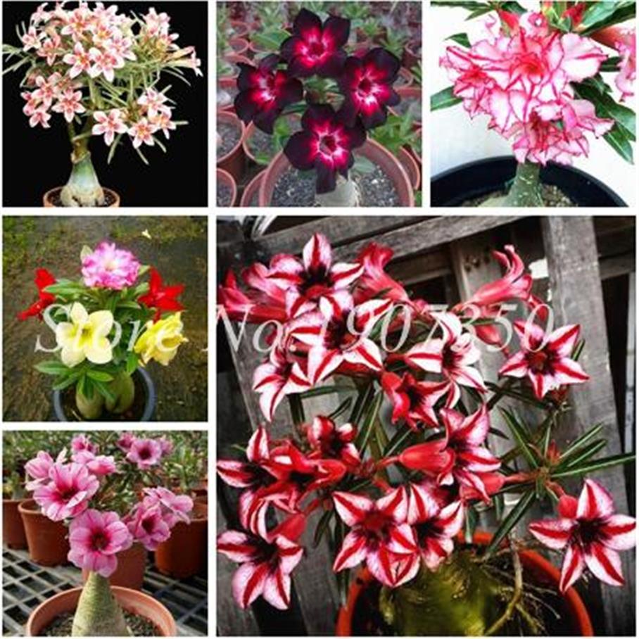 

100% True Desert Rose Bonsai Ornamental Plants Balcony Bonsai Potted Flowers Drawf Adenium Obesum Bonsai -2 Particles lot Decorati3238