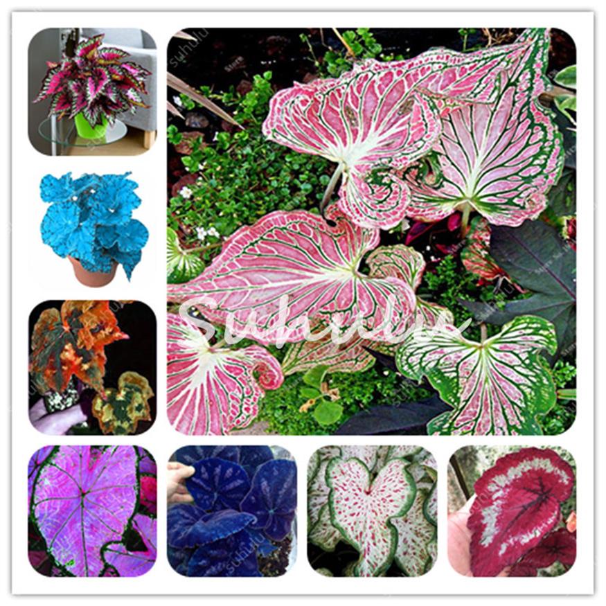 

Colorful 200PCS Seeds Beautiful Begonia Flower Bonsai Potted Garden Courtyard Balcony Coleus Bonsai Lantern Begonia Easy To Grow267i