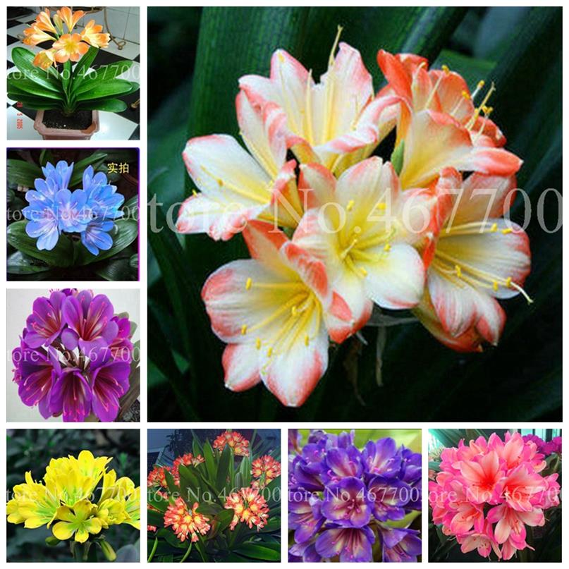 

s 200 pcs bag Seeds Cheap Clivia Bonsai Indoor Flower Plants For Balcony Potted Perennial Flore Indoor Kaffir Lily Garden De289H