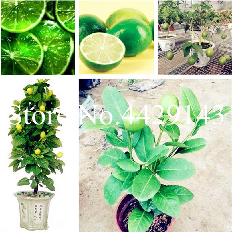 

Lemon Bonsai plant seeds Mandarin Lemon Edible Fruit Bonsai Tree plants Healthy Delicious Food For Home Garden Easy To Grow 50 Pcs289G