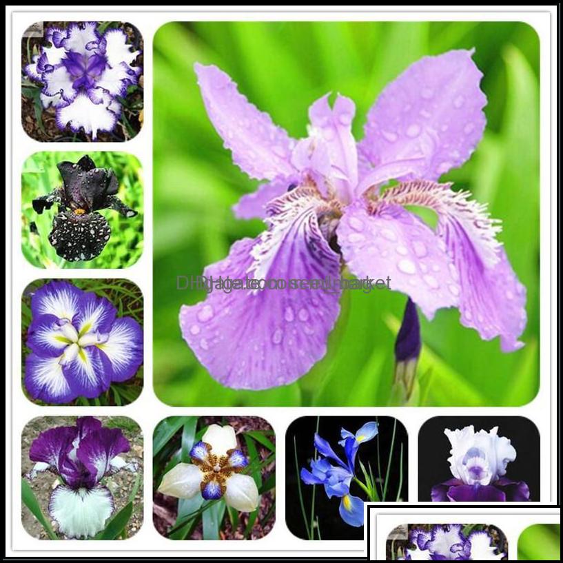

Other Garden Supplies Patio Lawn Home 100Pcs/Set Rare Orc Seeds Mixed Iris Orcs Indoor Plants Beautif Planting Bonsai Flowers Semilla Dhlnd