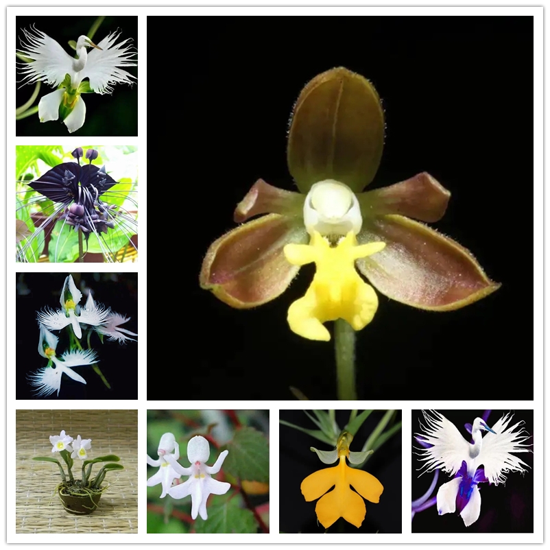 

200Pcs Japanese Tiger Orchid Seeds White Blue Radiation Protection Egret Orchid Seed World's Rare Species Flower for Home Garden Decor