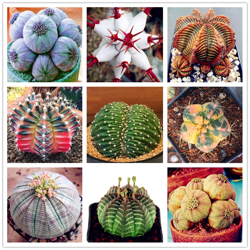 

Euphorbia Obesa Seeds Succulent Plants Seed Rare Cactus Flower Seeds for Garden Planting Easy to Grow 100Pcs/Pack Wholesale
