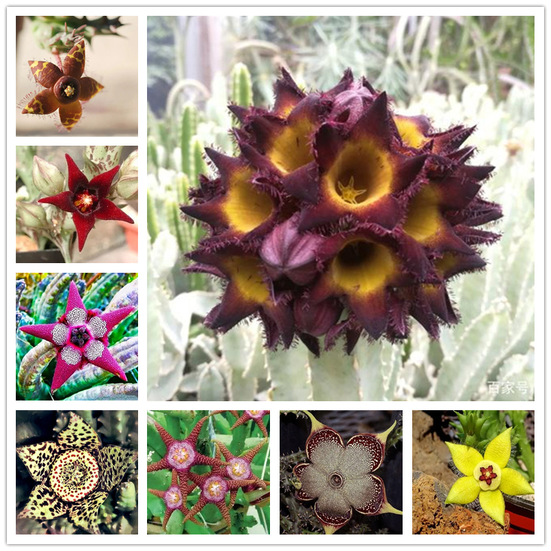 

Leopard skin flower Seeds Stapelia Pulchella for Home & Garden Planting Colorful Cactus Bonsai Succulents Easy Growing Starfish flowers 50Pcs