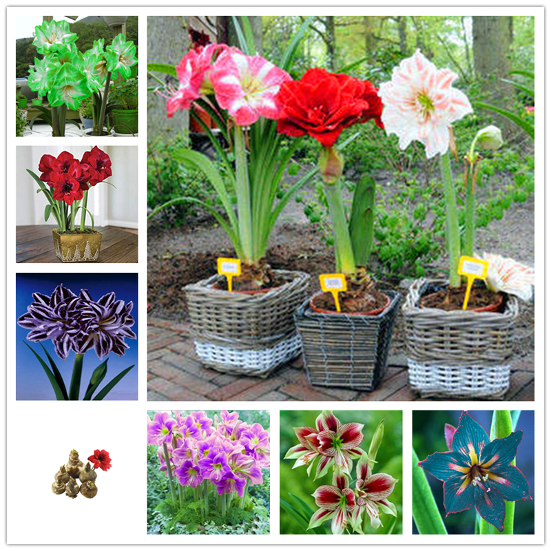 

Amaryllis Seeds Bulbs 2Pcs Hippeastrum Vittatum Flower Seed Bulb Ornamental Bonsai Flowers Hippeastrum Barbados Lily Plants for Home Garden Plant