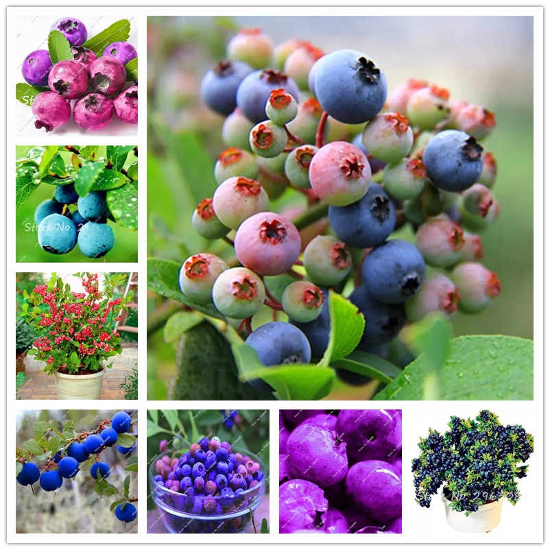 

Blueberry Seeds 100Pcs Black Purple Bonsai Blue berry Fruit Tree & Sweet Fruits Seed Non-GMO Potted Plant for Home & Garden