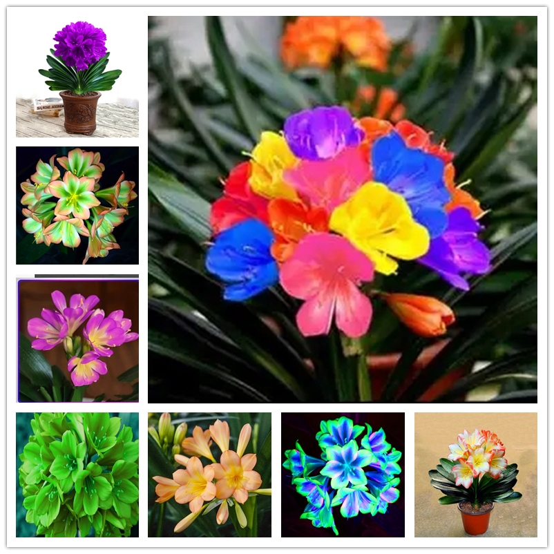 

Rainbow Clivia Seeds 50Pcs Rare Color Chinese Kaffir Lily Flower Seed Home Garden Ornamental Bonsai Plants Seed Semente Decorative New Year Gift