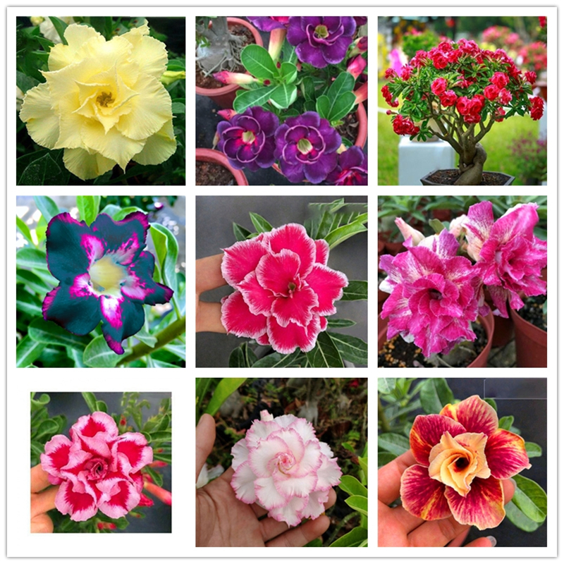 

Adenium Obesum Seeds Colourful Floral Desert Rose Seed 2Pcs/lot Nature Rare Bonsai Plants Trees Precious Ornamental Flowers Seeds Wholesale