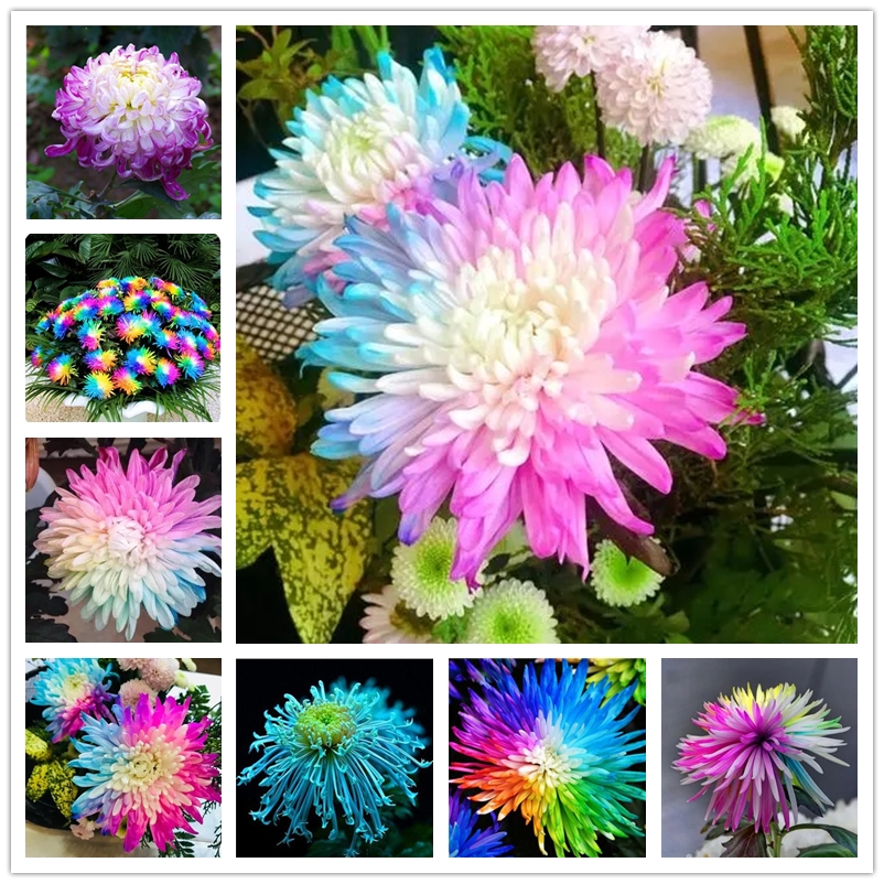 

Rainbow Chrysanthemum Seeds 100Pcs Bonsai Flower Seed Potted Plant Perennial Home Garden Flowers Ornamental Bonsai Plants