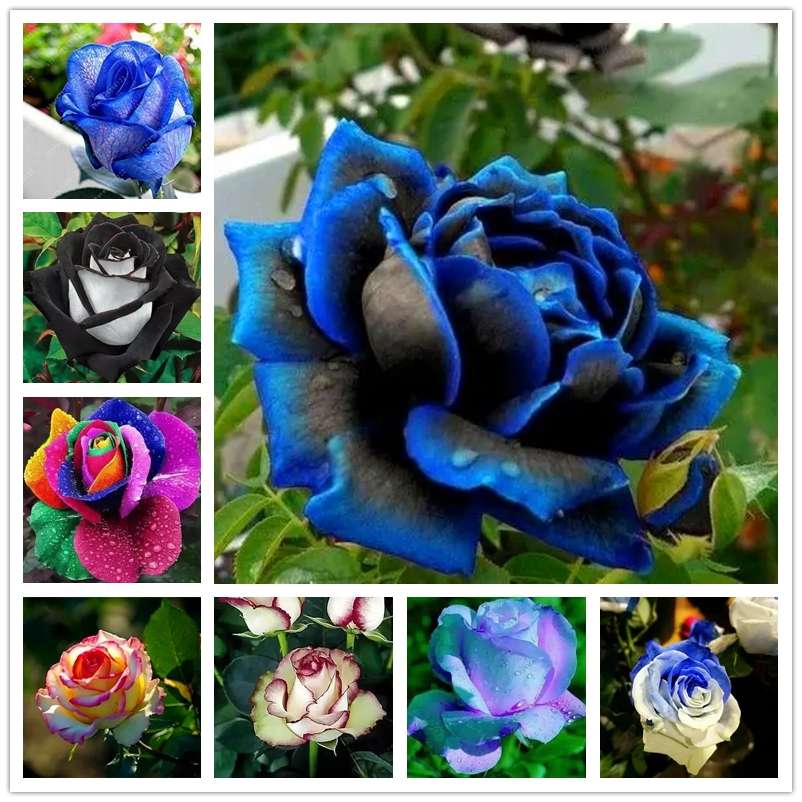 

Perfume Rose Seeds Rainbow Flower Seed Bonsai BLUELOVER Flowers Seeds Nature Rare Balcony Ornamental Plant 100Pcs