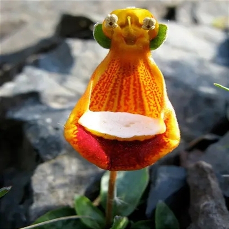 

Rare Perfume Orchid Flowers Exotic Spieces Orchids Seeds Germination 95% Easy Grow Seedlings about Garden Ornamental Plants Bonsai Flower Seeds 150Pcs