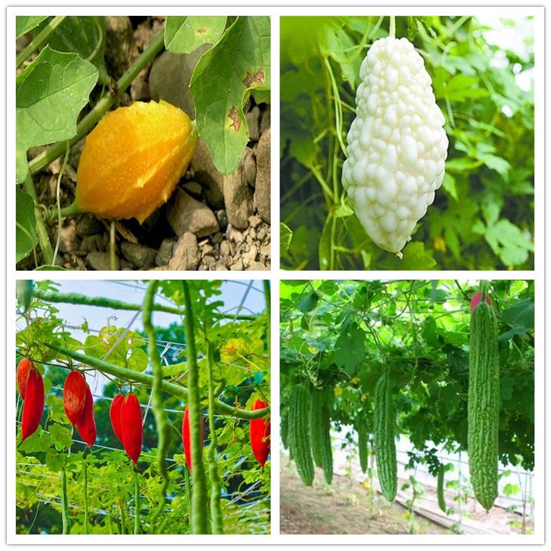 

10Pcs Jin Ling Zi Bitter Gourd Seeds Organic Vegetables Seeds Nature Potted Plant Non GMO Balsam Pear Seed of Momordica Charantia