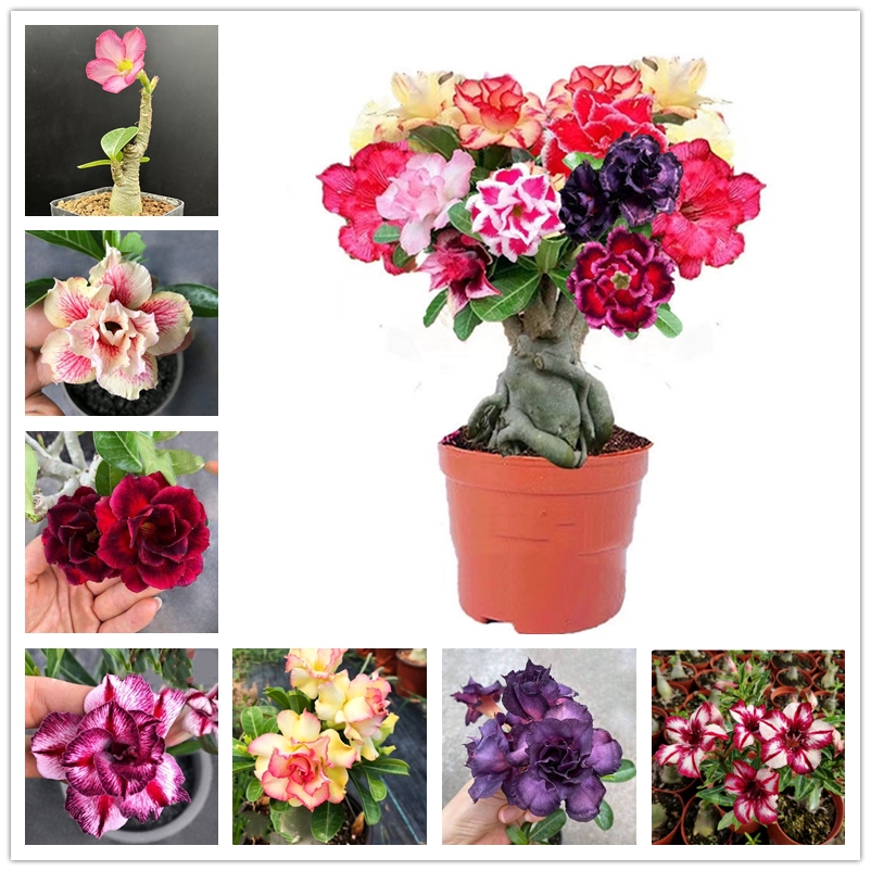 

2Pcs Desert Rose Seeds Latest Varieties Multicolor Adenium Obesum Seed Survival Rate 95% Rare Ornamental Bonsai Plants Trees Precious Flowers Seeds